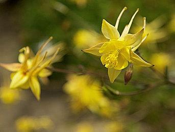 《足球经理2023》通过Steam Deck验证 随时随地可玩